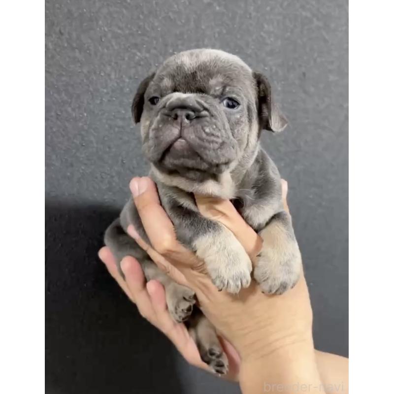 販売中の愛媛県のフレンチブルドッグ-430534の6枚目