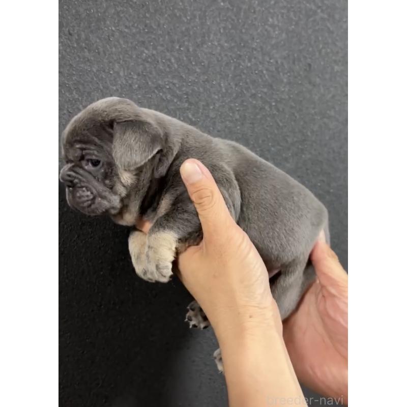 販売中の愛媛県のフレンチブルドッグ-430534の5枚目