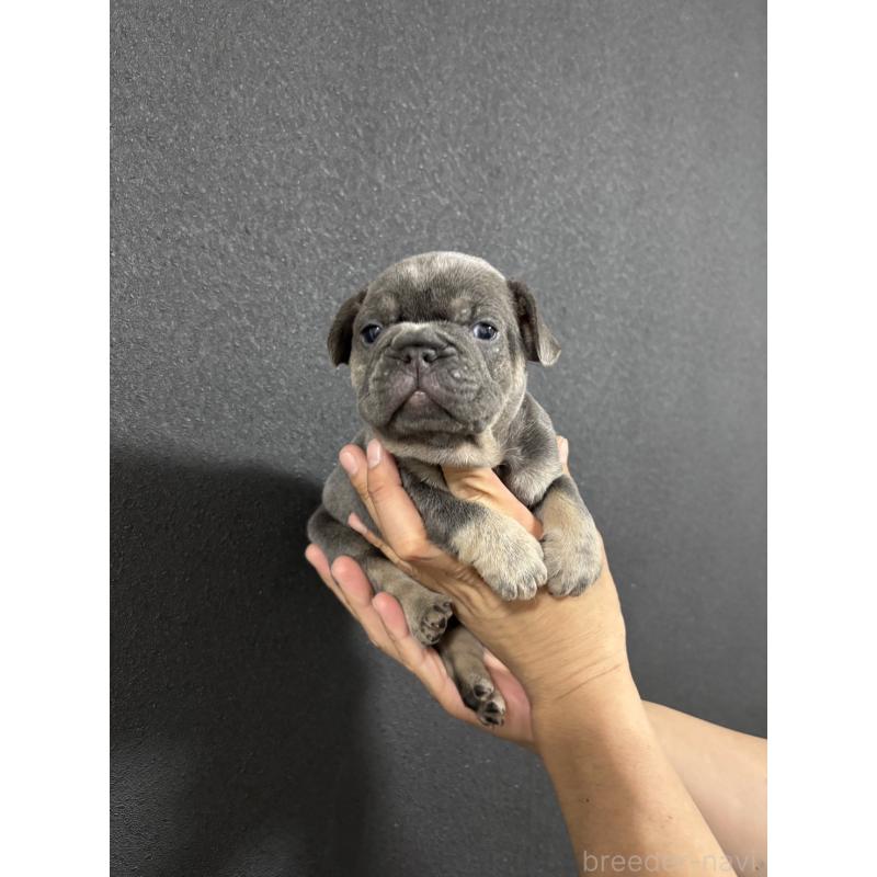 販売中の愛媛県のフレンチブルドッグ-430534の4枚目