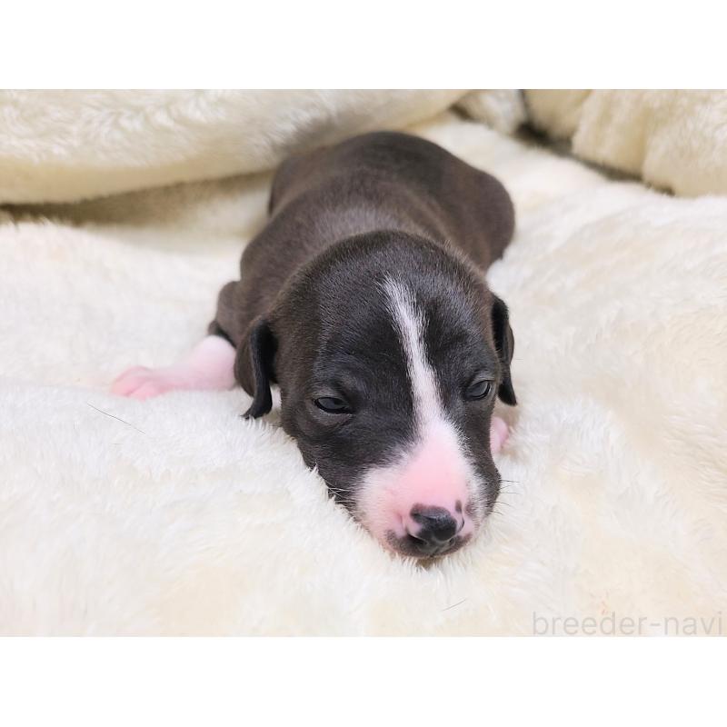 販売中の和歌山県のイタリアングレーハウンド(イタグレ)-430536の5枚目