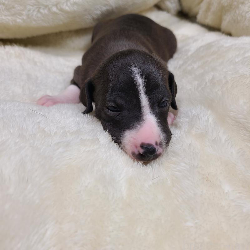 販売中の和歌山県のイタリアングレーハウンド(イタグレ)-430536の4枚目