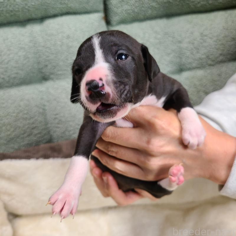 販売中の和歌山県のイタリアングレーハウンド(イタグレ)-430536の3枚目