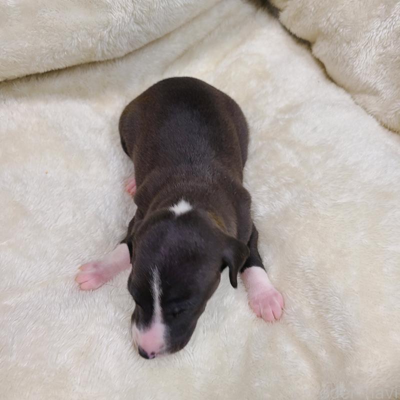 販売中の和歌山県のイタリアングレーハウンド(イタグレ)-430536の2枚目