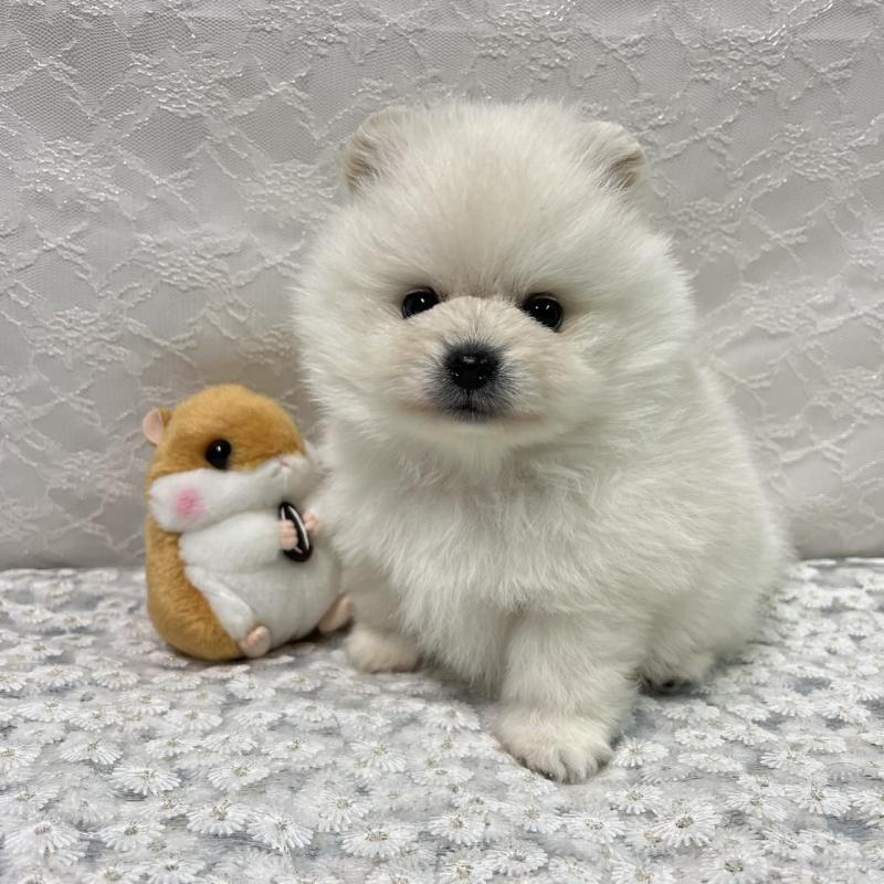 販売中の岡山県のポメラニアン-430537