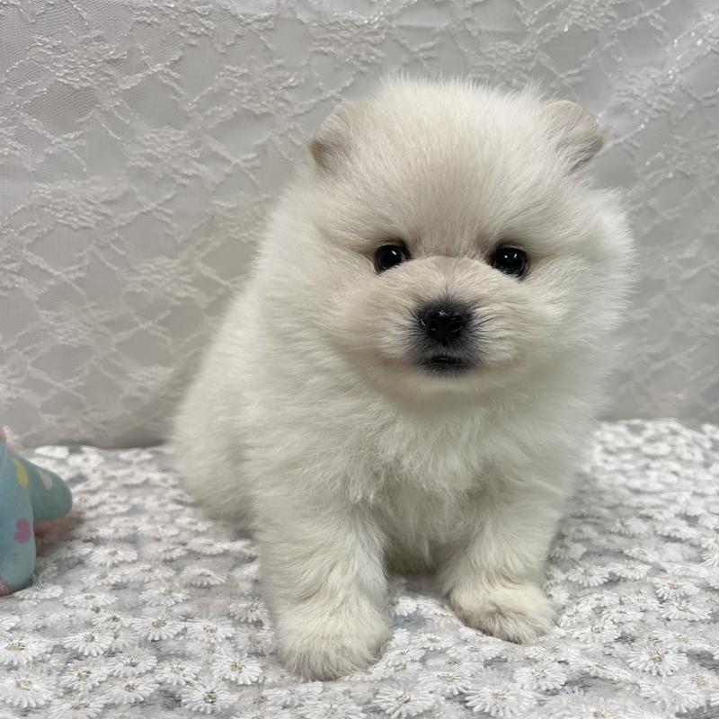 販売中の岡山県のポメラニアン-430538の1枚目