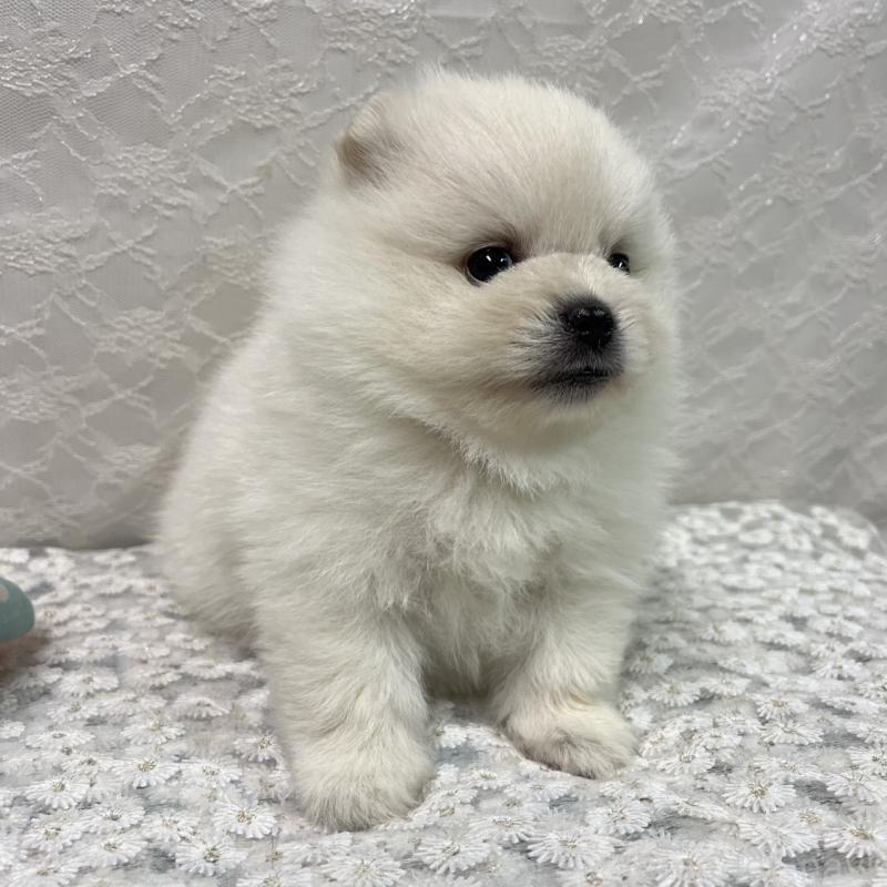 販売中の岡山県のポメラニアン-430538の3枚目