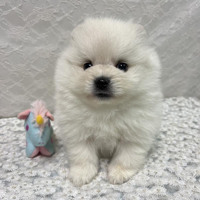 販売中の岡山県のポメラニアン-430538の2枚目