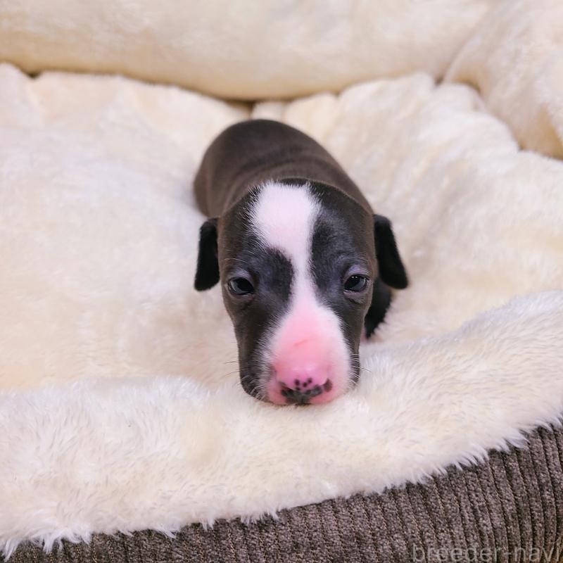 販売中の和歌山県のイタリアングレーハウンド(イタグレ)-430539の7枚目