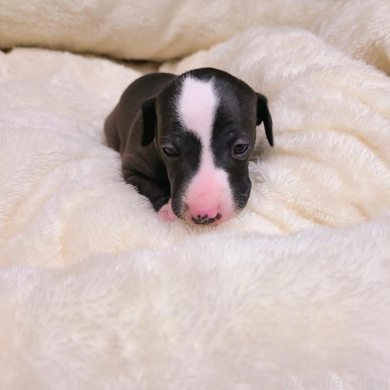 販売中の和歌山県のイタリアングレーハウンド(イタグレ)-430539の6枚目