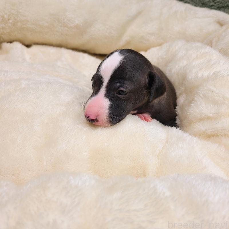 販売中の和歌山県のイタリアングレーハウンド(イタグレ)-430539の5枚目