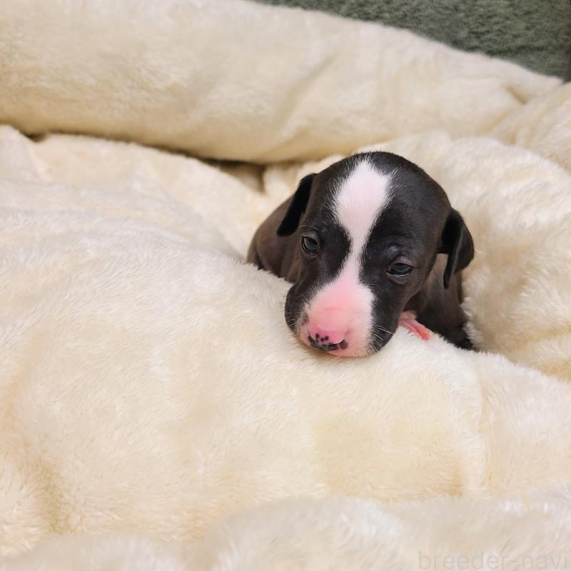 販売中の和歌山県のイタリアングレーハウンド(イタグレ)-430539の4枚目