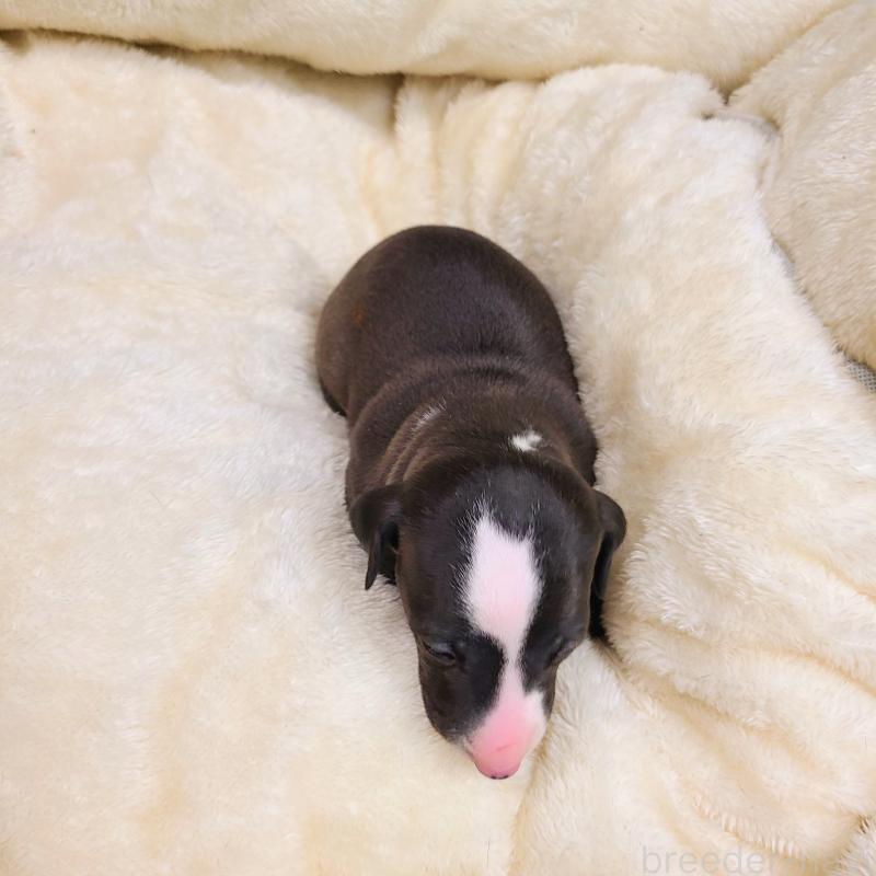 販売中の和歌山県のイタリアングレーハウンド(イタグレ)-430539の3枚目