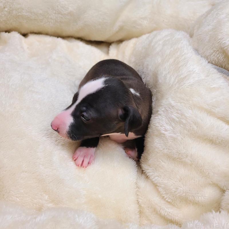 販売中の和歌山県のイタリアングレーハウンド(イタグレ)-430539の2枚目