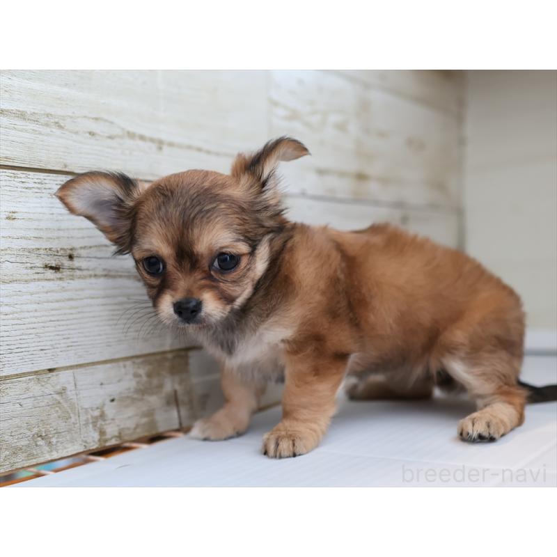 成約済の愛知県のチワワ(ロングコート)-424717の9枚目