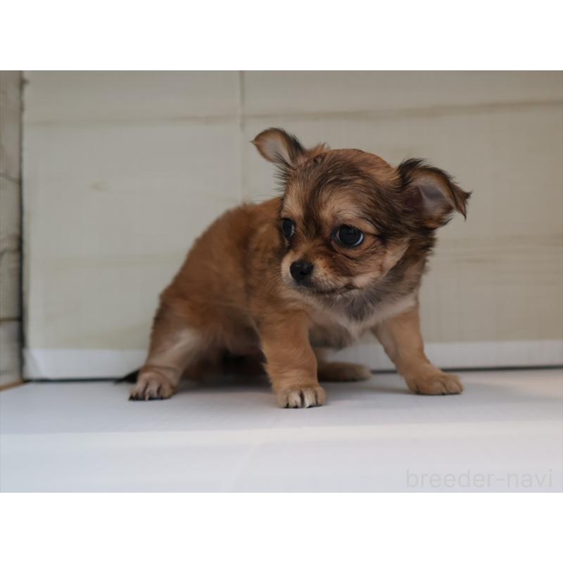 成約済の愛知県のチワワ(ロングコート)-424717の7枚目