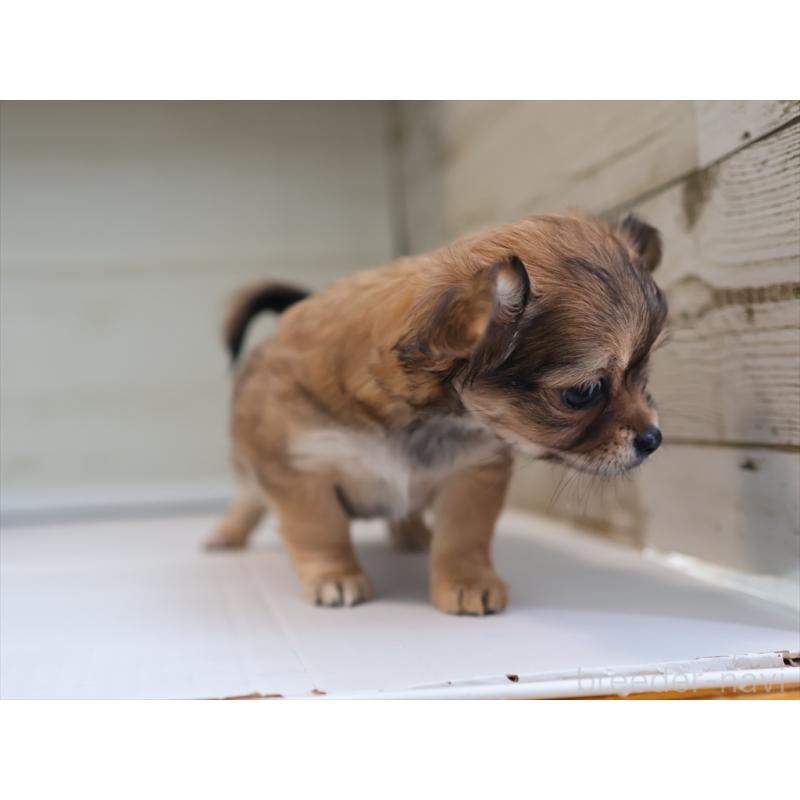 成約済の愛知県のチワワ(ロングコート)-424717の6枚目