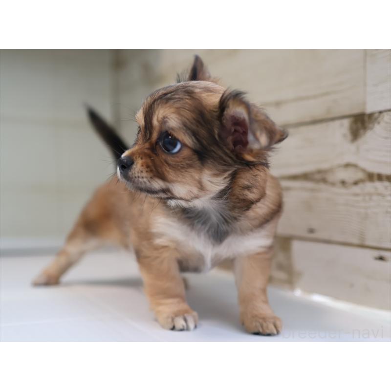 成約済の愛知県のチワワ(ロングコート)-424717の5枚目