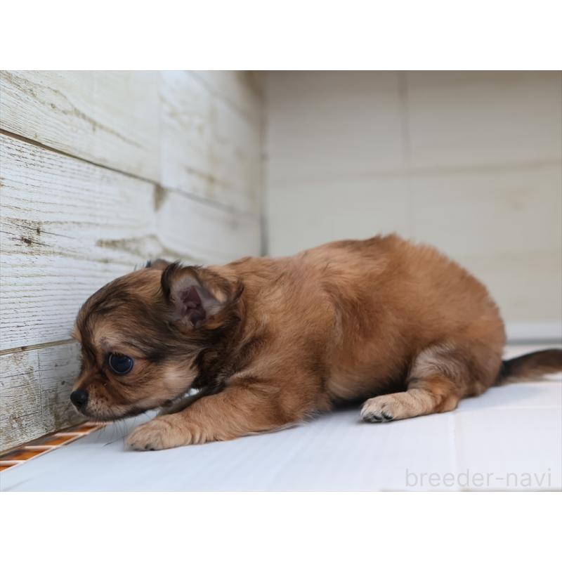 成約済の愛知県のチワワ(ロングコート)-424717の4枚目