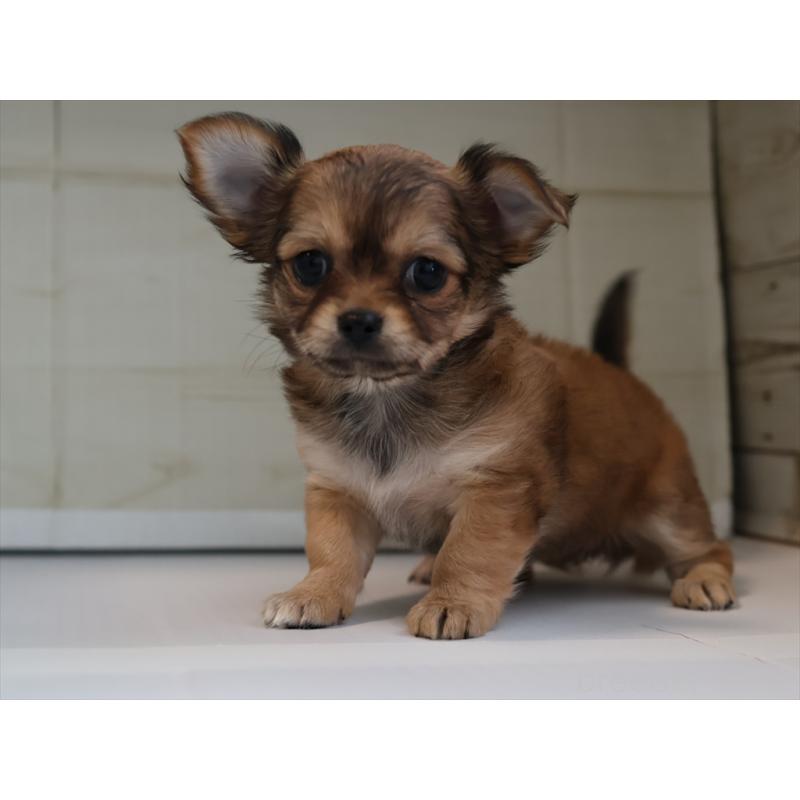 成約済の愛知県のチワワ(ロングコート)-424717の3枚目