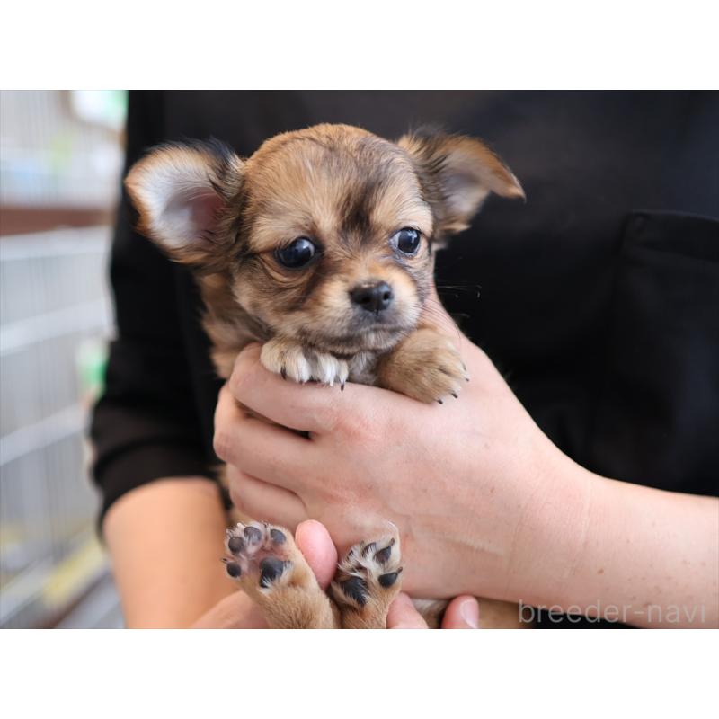 成約済の愛知県のチワワ(ロングコート)-424717の2枚目