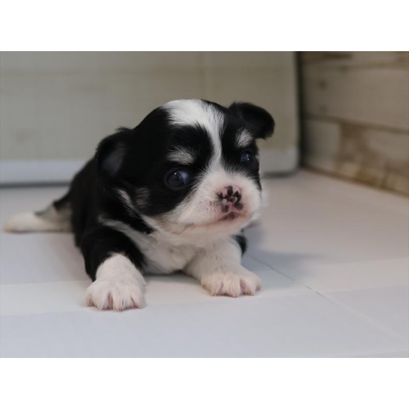 販売中の愛知県のチワワ(ロングコート)-430540の8枚目