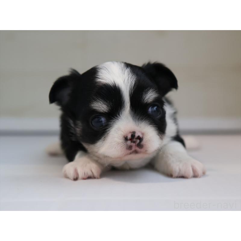 販売中の愛知県のチワワ(ロングコート)-430540の7枚目