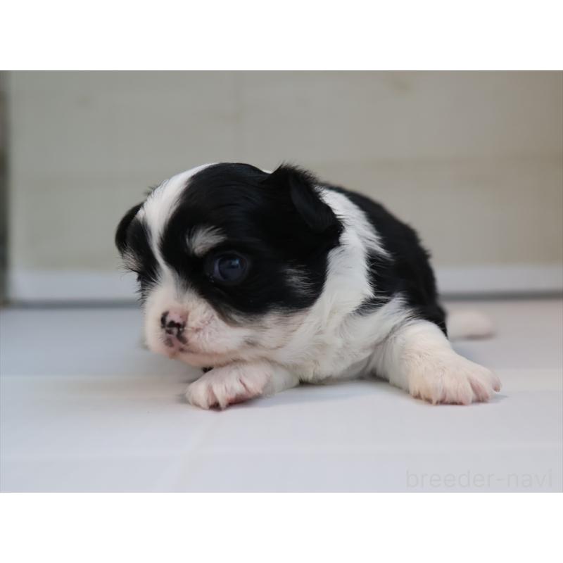 販売中の愛知県のチワワ(ロングコート)-430540の6枚目