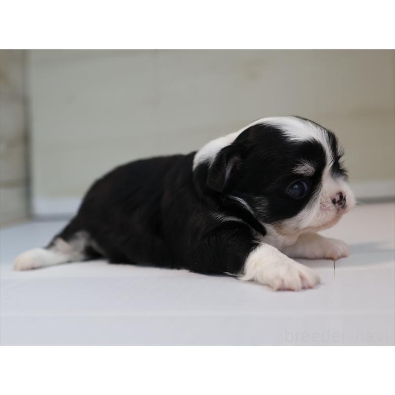 販売中の愛知県のチワワ(ロングコート)-430540の5枚目