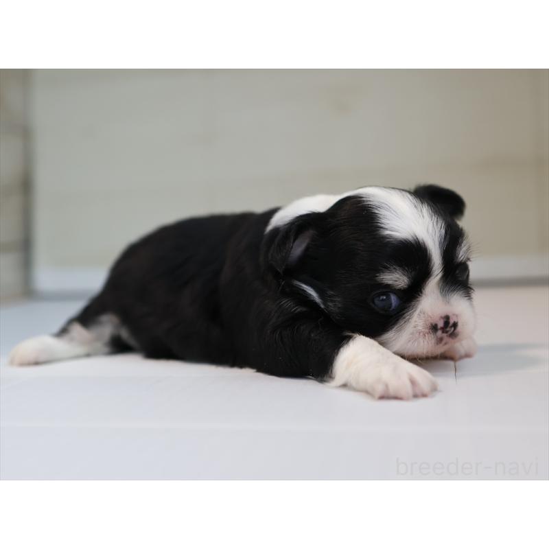 販売中の愛知県のチワワ(ロングコート)-430540の4枚目