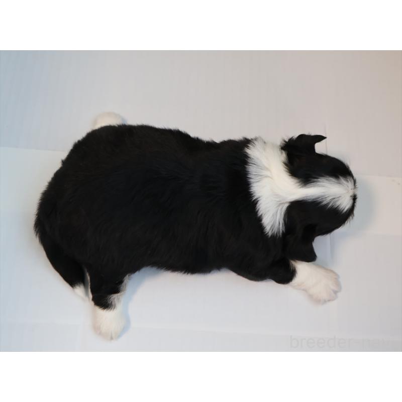 販売中の愛知県のチワワ(ロングコート)-430540の3枚目