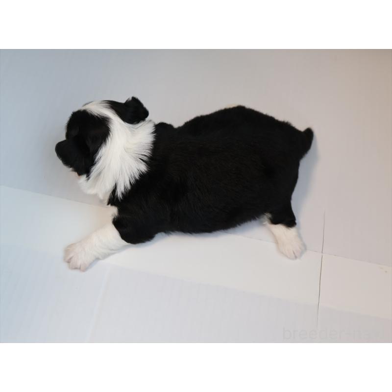 販売中の愛知県のチワワ(ロングコート)-430540の2枚目