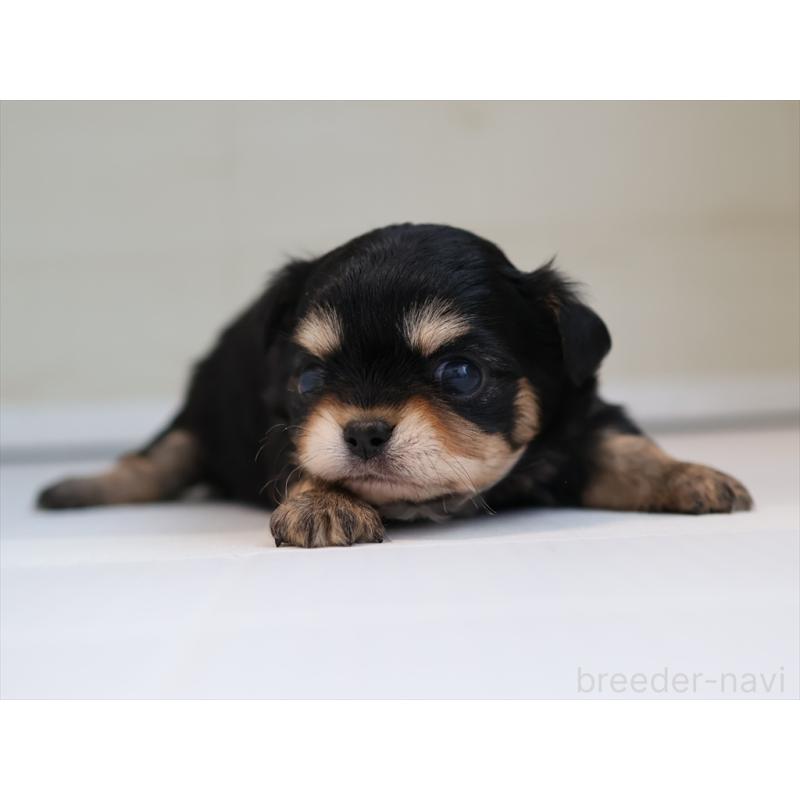 販売中の愛知県のチワワ(ロングコート)-430541の6枚目