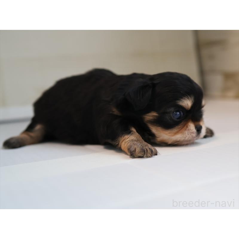 販売中の愛知県のチワワ(ロングコート)-430541の5枚目