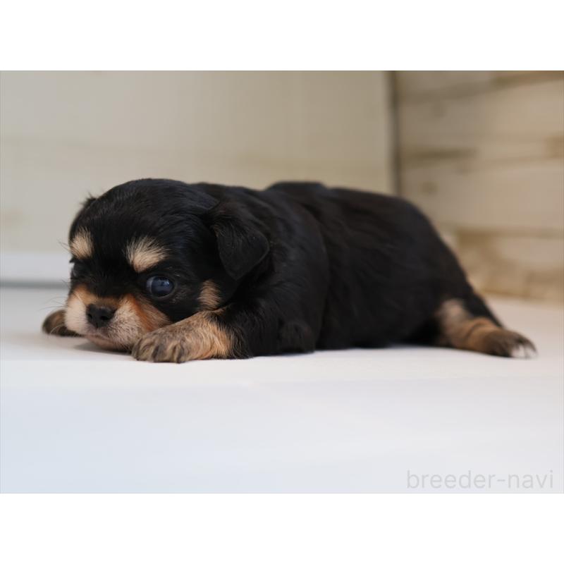 販売中の愛知県のチワワ(ロングコート)-430541の4枚目