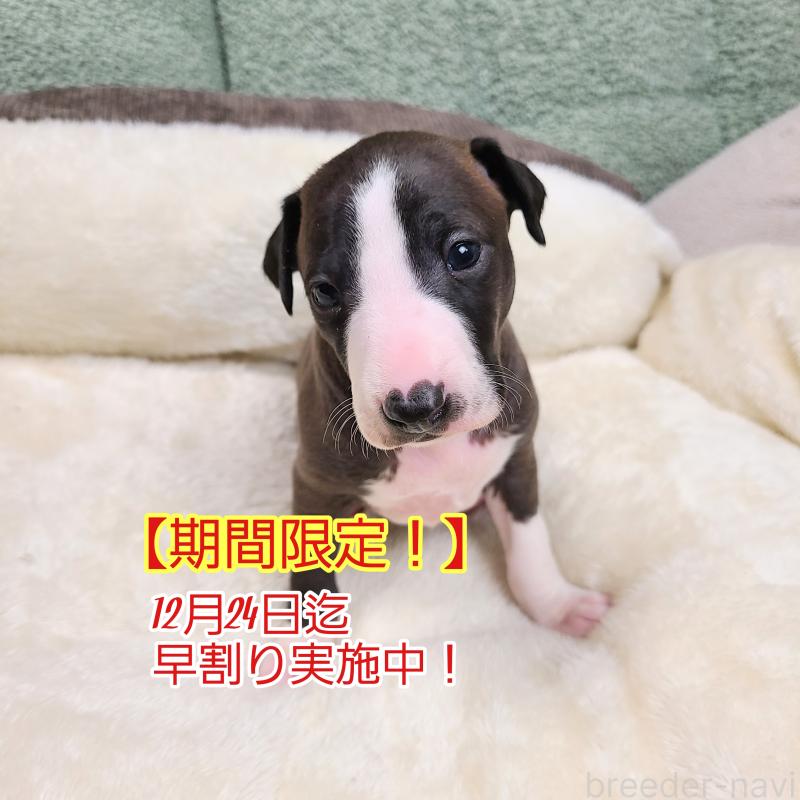 販売中の和歌山県のイタリアングレーハウンド(イタグレ)-430542