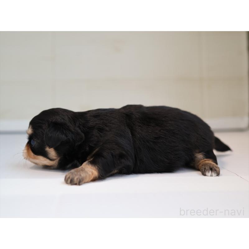 販売中の愛知県のチワワ(ロングコート)-430541の3枚目