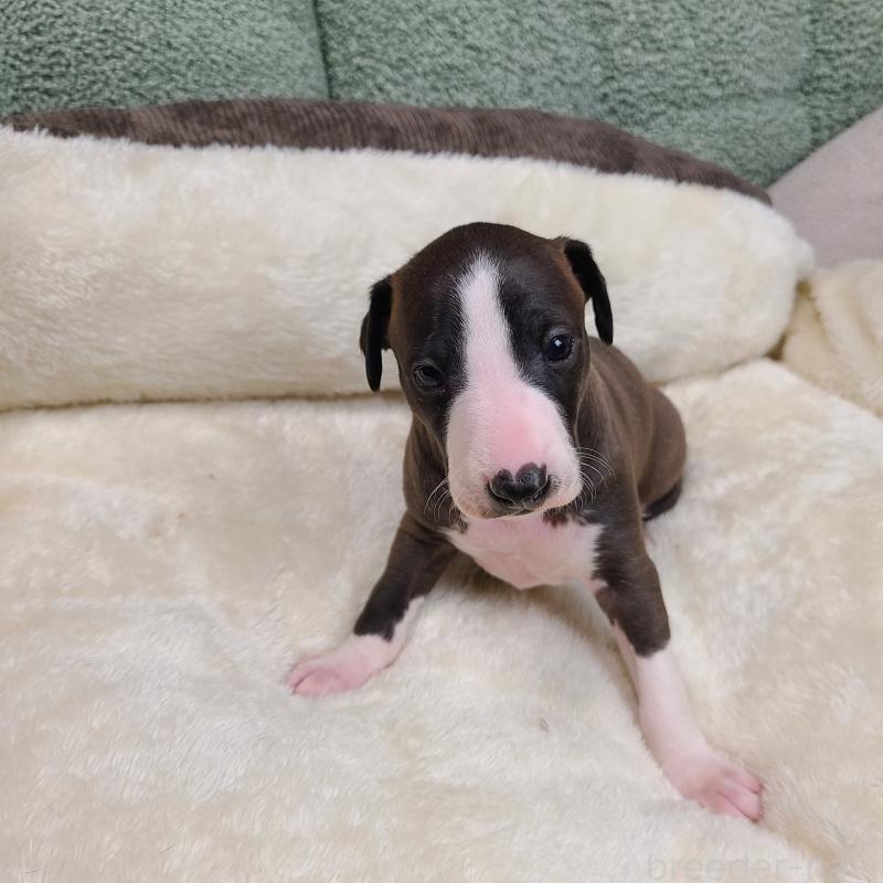 販売中の和歌山県のイタリアングレーハウンド(イタグレ)-430542の9枚目