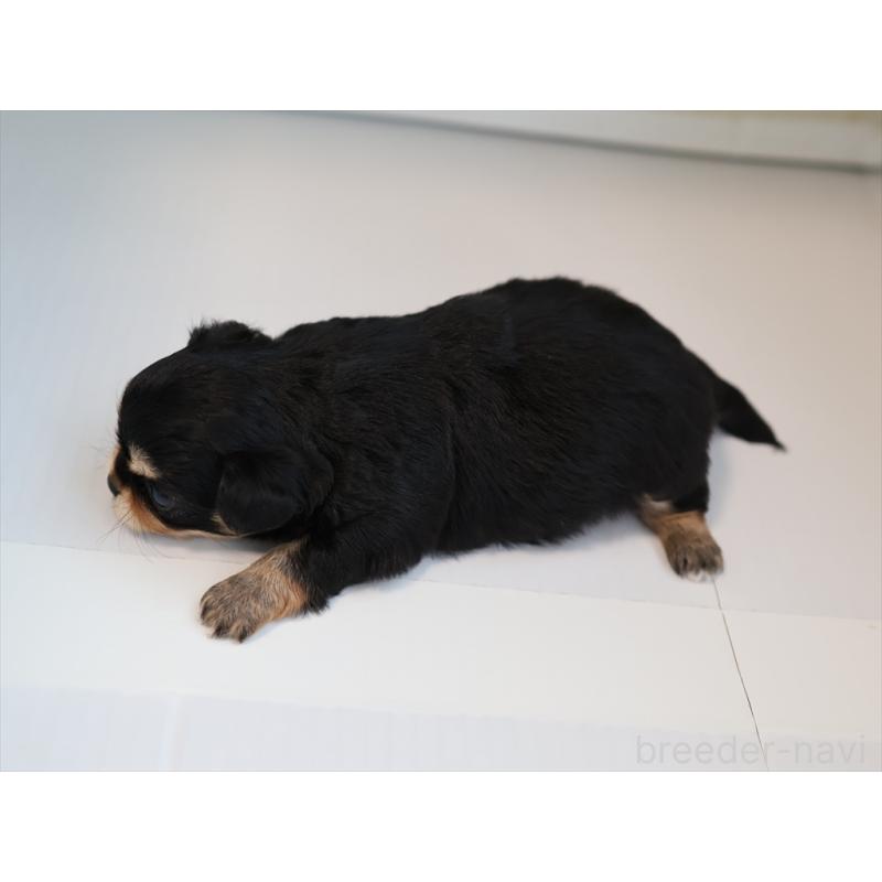 販売中の愛知県のチワワ(ロングコート)-430541の2枚目