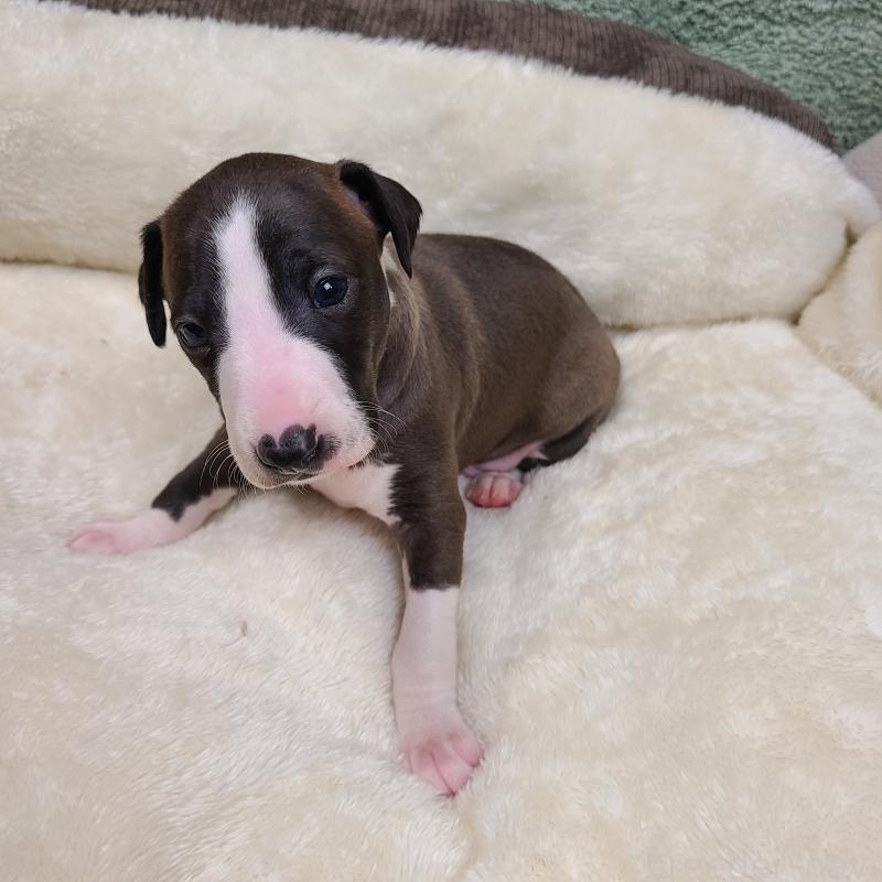 販売中の和歌山県のイタリアングレーハウンド(イタグレ)-430542の8枚目