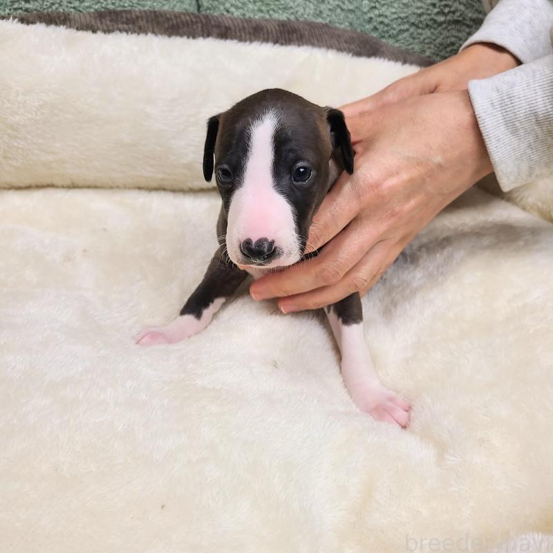 販売中の和歌山県のイタリアングレーハウンド(イタグレ)-430542の7枚目