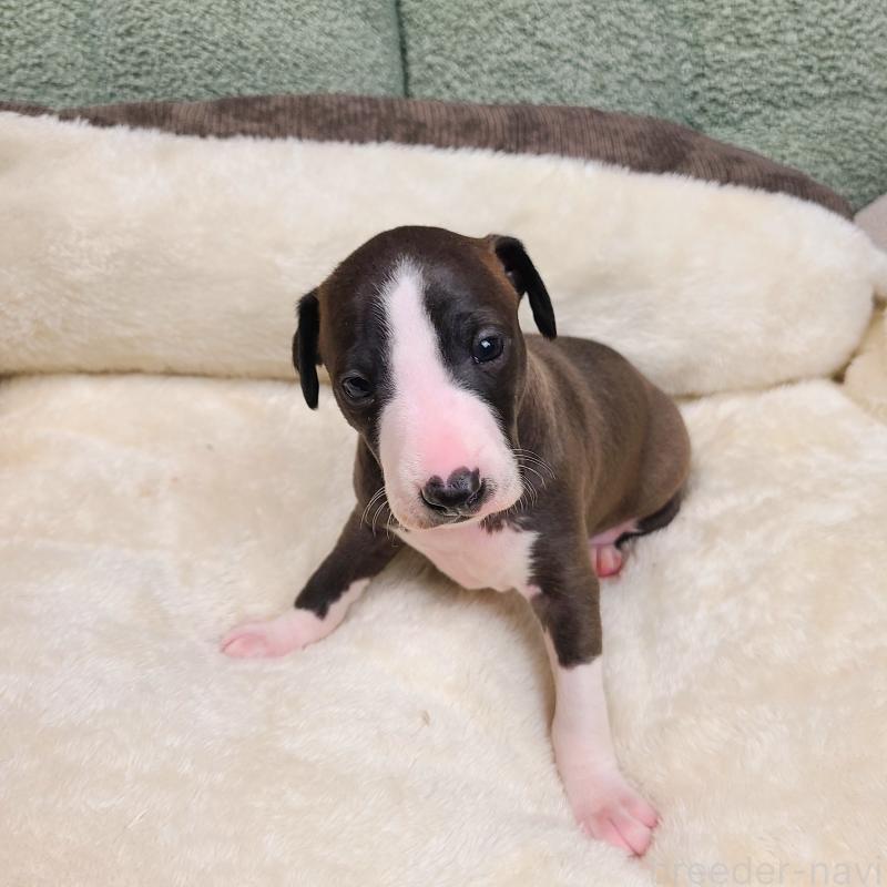 販売中の和歌山県のイタリアングレーハウンド(イタグレ)-430542の6枚目