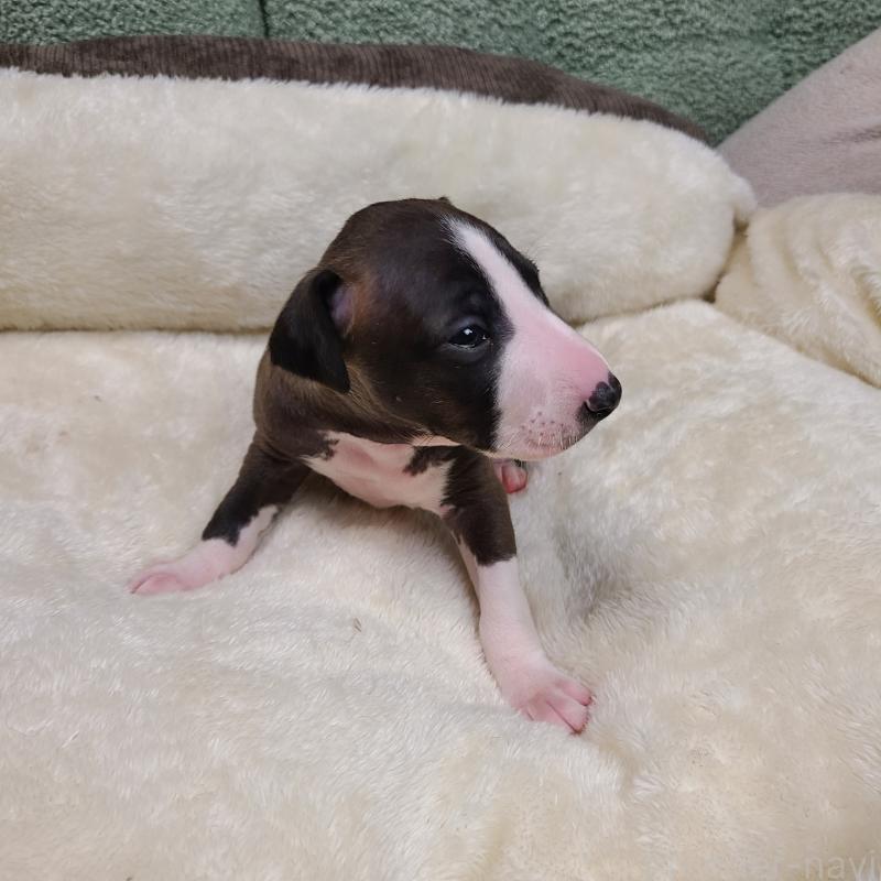 販売中の和歌山県のイタリアングレーハウンド(イタグレ)-430542の5枚目