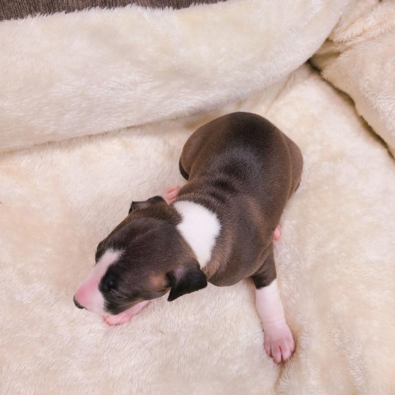 販売中の和歌山県のイタリアングレーハウンド(イタグレ)-430542の4枚目