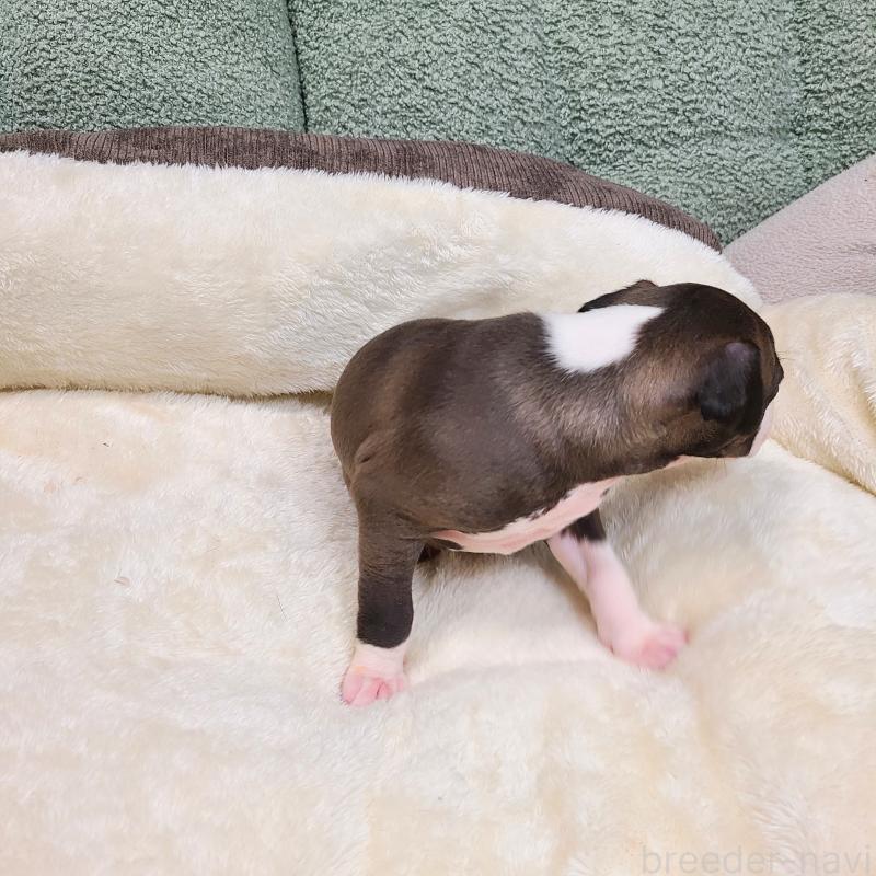 販売中の和歌山県のイタリアングレーハウンド(イタグレ)-430542の3枚目