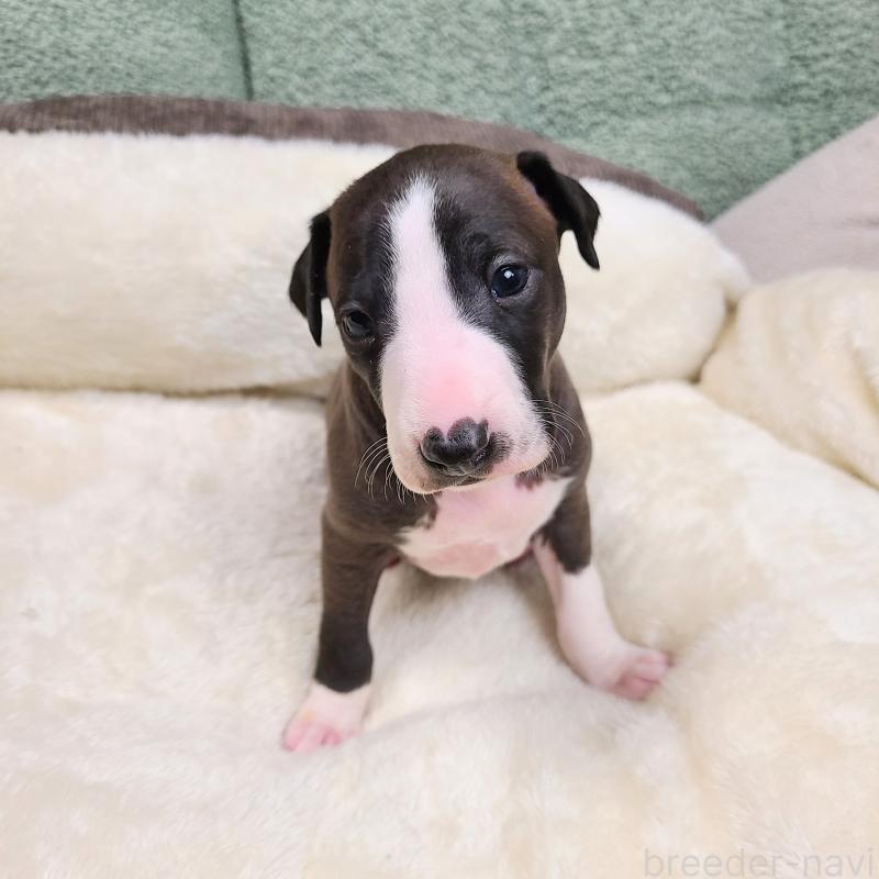 販売中の和歌山県のイタリアングレーハウンド(イタグレ)-430542の2枚目