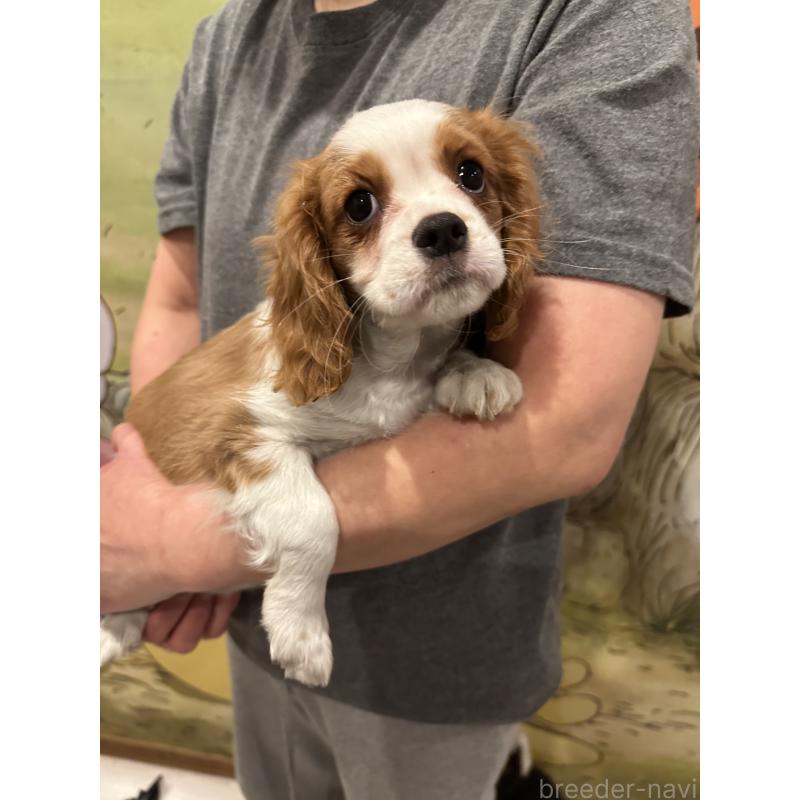 販売中の埼玉県のキャバリアキングチャールズスパニエル-422811の6枚目