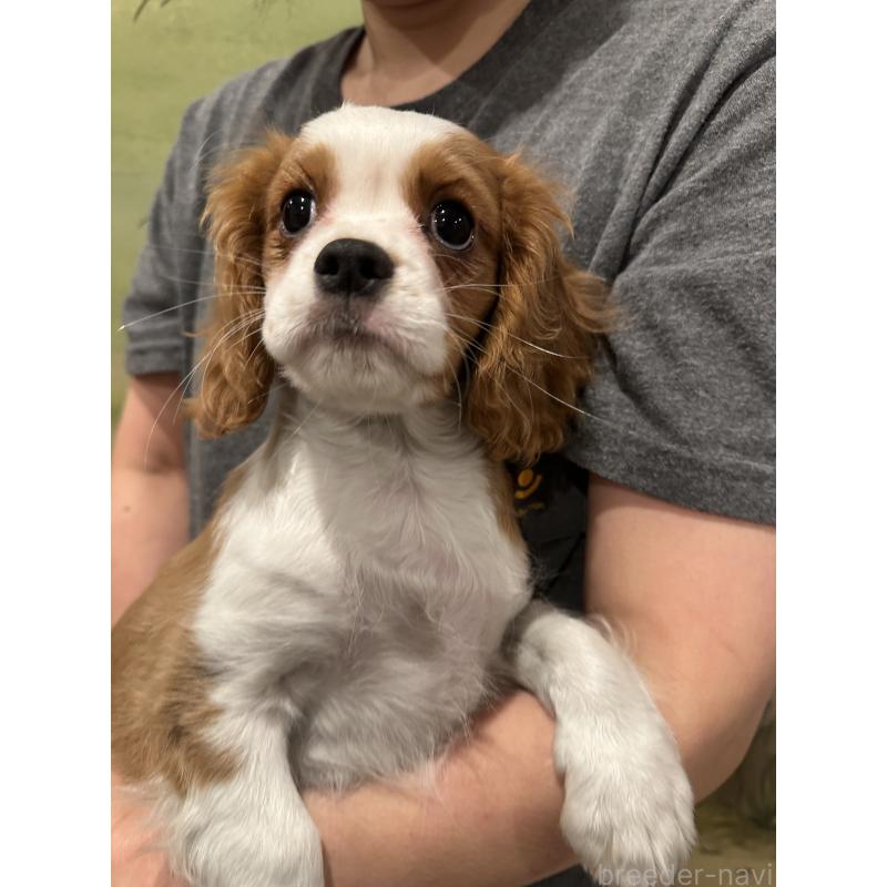 販売中の埼玉県のキャバリアキングチャールズスパニエル-422811の5枚目