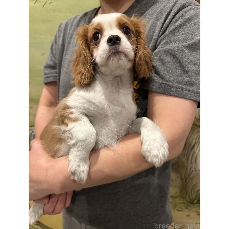販売中の埼玉県のキャバリアキングチャールズスパニエル-422811の4枚目