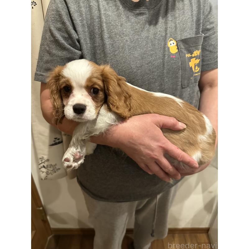 販売中の埼玉県のキャバリアキングチャールズスパニエル-422811の3枚目