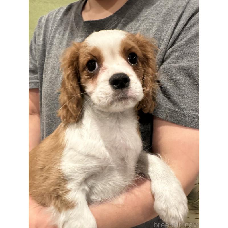 販売中の埼玉県のキャバリアキングチャールズスパニエル-422811の2枚目